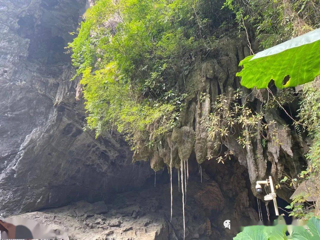 探索巴马长寿村的养生秘诀