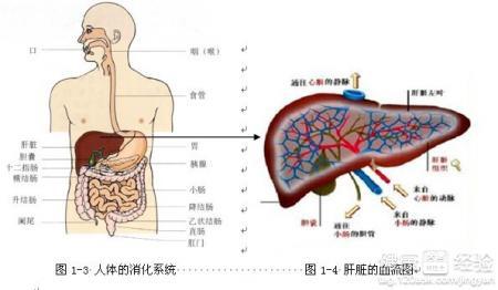 中医视角下酸味对肝脏的调节作用及其养生意义