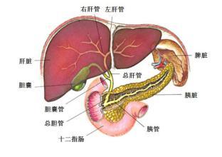 中医视角下酸味对肝脏的调节作用及其养生意义